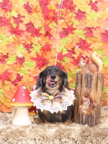 20241119モカちゃん